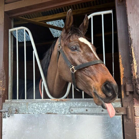 Crebilly bounces back to form at Exeter - O'Neill Racing