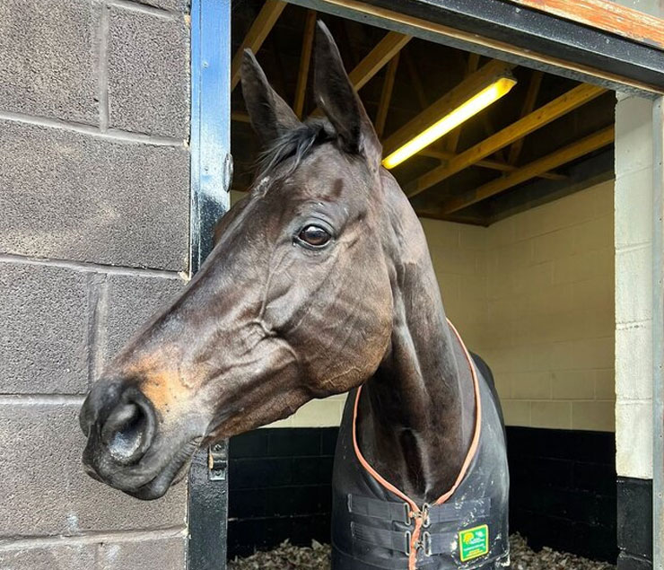 O'Neill Racing - Trapista wins over fences at Hereford