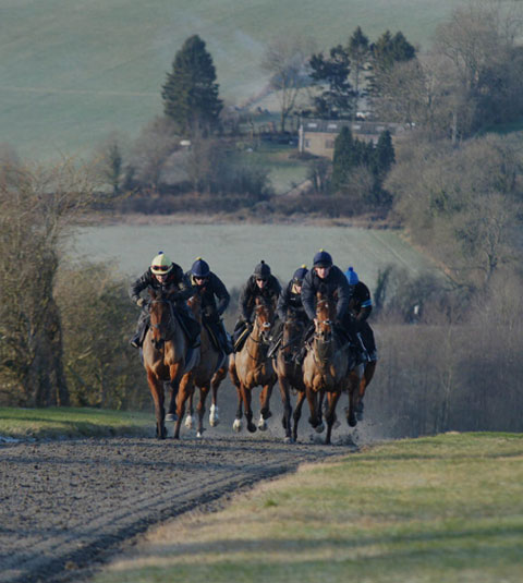 O'Neill Racing | Horses in Training | Beyond Performance