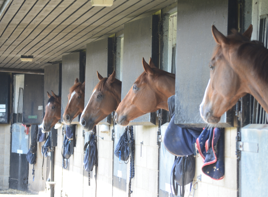 The Process | Racehorses for Sale | Ownership | O'Neill Racing - O'Neill Racing The Process | Racehorses for Sale | Ownership | O'Neill Racing - O'Neill Racing