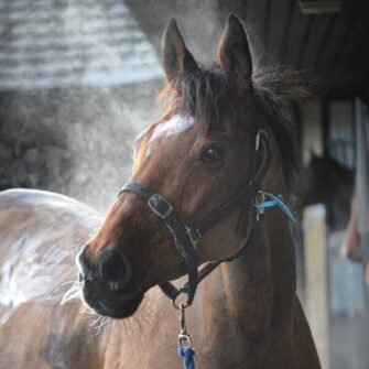 316409883-502999915196015-392187504492720657-n