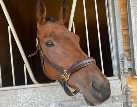 Broughshane gets off the mark at Fontwell - O'Neill Racing