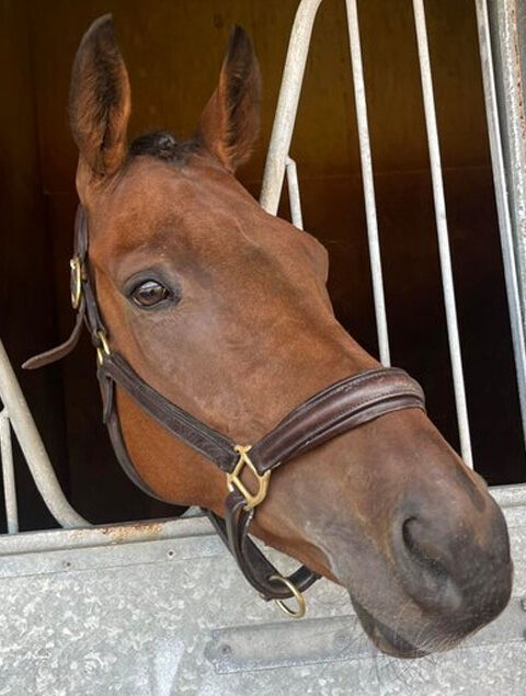 Broughshane gets off the mark at Fontwell - O'Neill Racing