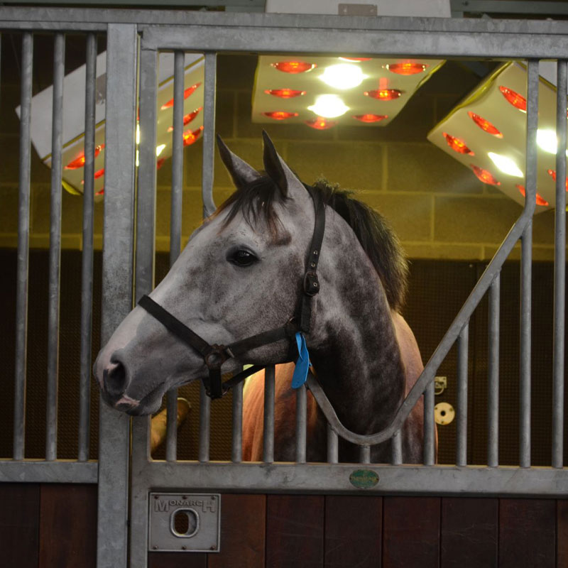 Equine Solarium | Facilities | O'Neill Racing