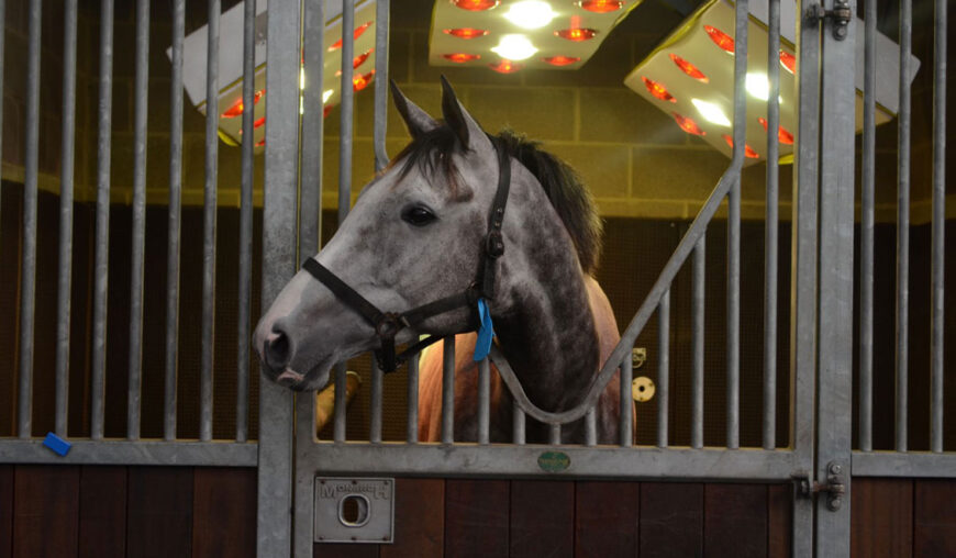 Equine Solarium | Facilities | O'Neill Racing - O'Neill Racing