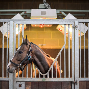 Equine Solarium | Facilities | O'Neill Racing - O'Neill Racing