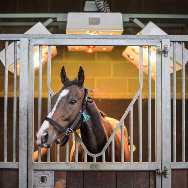 Equine Solarium | Facilities | O'Neill Racing - O'Neill Racing