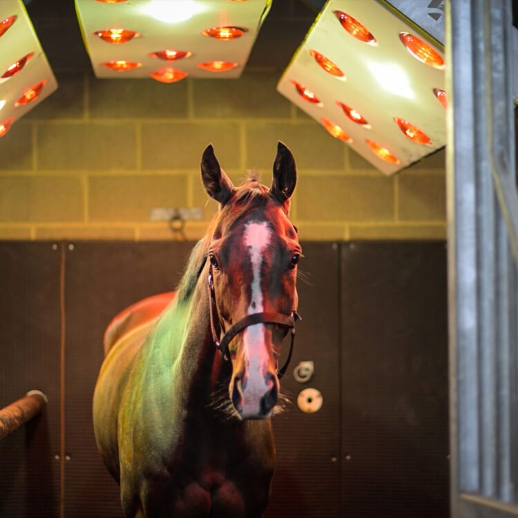 Equine Solarium | Facilities | O'Neill Racing - O'Neill Racing