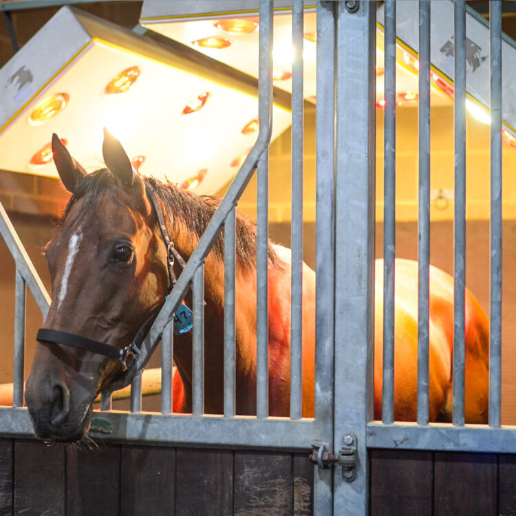 Equine Solarium | Facilities | O'Neill Racing - O'Neill Racing
