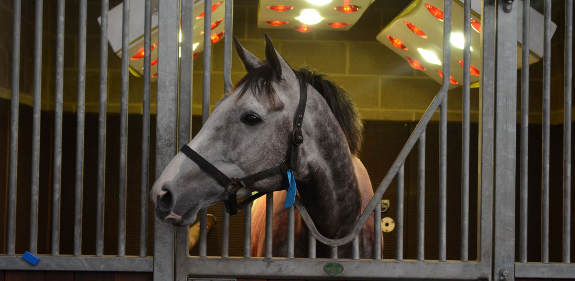 Equine Solarium | O'Neill Racing | Beyond Performance