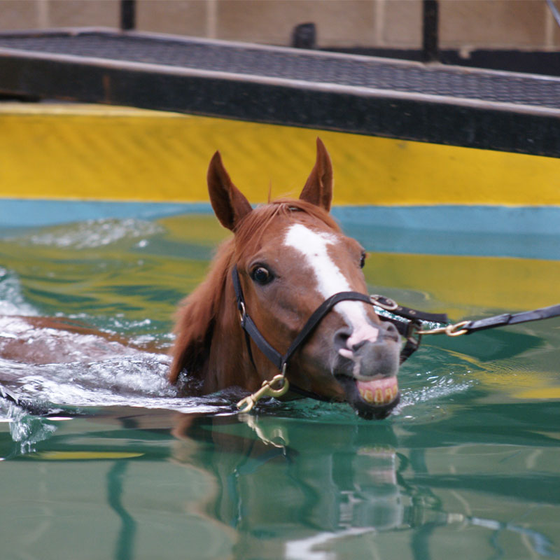 Equine Swimming Pool | Facilities | O'Neill Racing