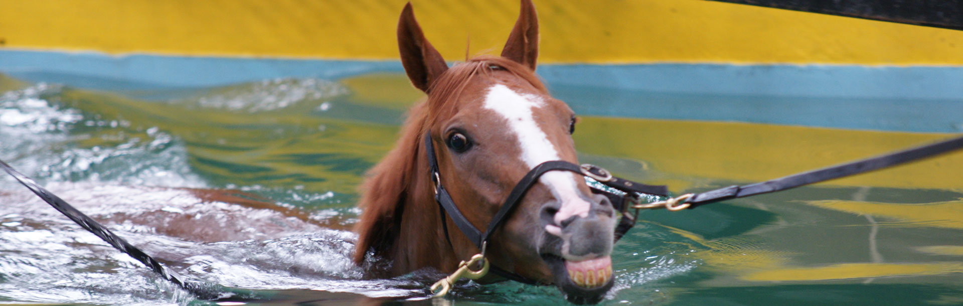 Equine Swimming Pool | Facilities | O'Neill Racing