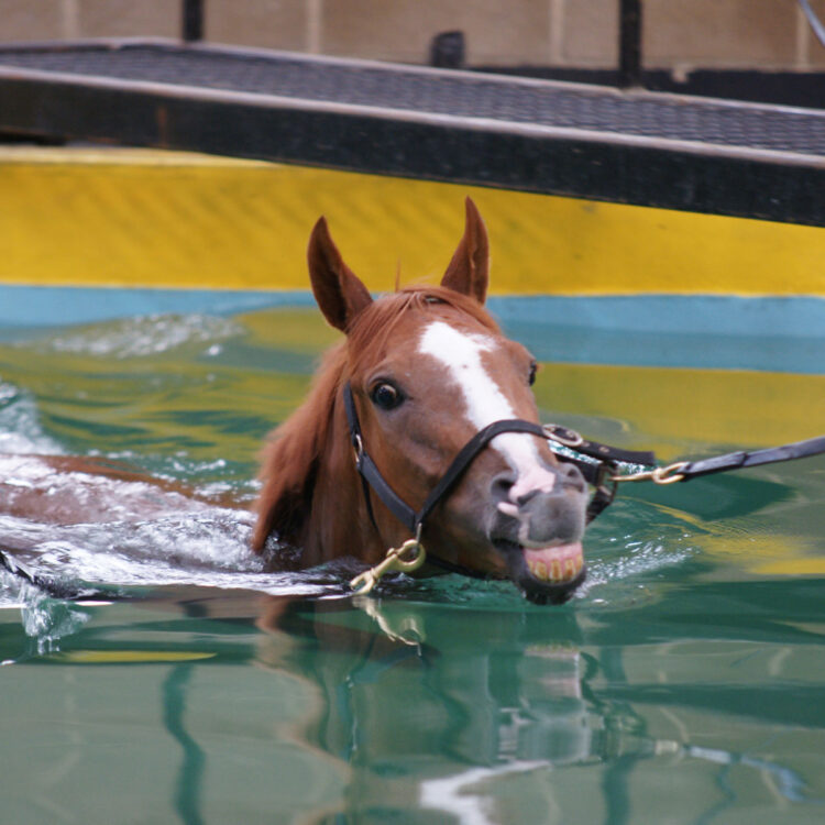 Equine Swimming Pool | Facilities | O'Neill Racing - O'Neill Racing