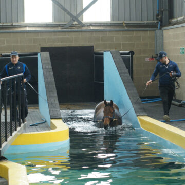 Equine Swimming Pool | Facilities | O'Neill Racing - O'Neill Racing