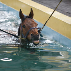 Equine Swimming Pool | Facilities | O'Neill Racing - O'Neill Racing