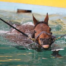 Equine Swimming Pool | Facilities | O'Neill Racing - O'Neill Racing