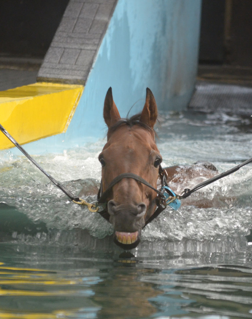 Equine Swimming Pool | Facilities | O'Neill Racing - O'Neill Racing