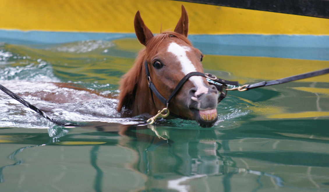 Equine Swimming Pool | Facilities | O'Neill Racing - O'Neill Racing