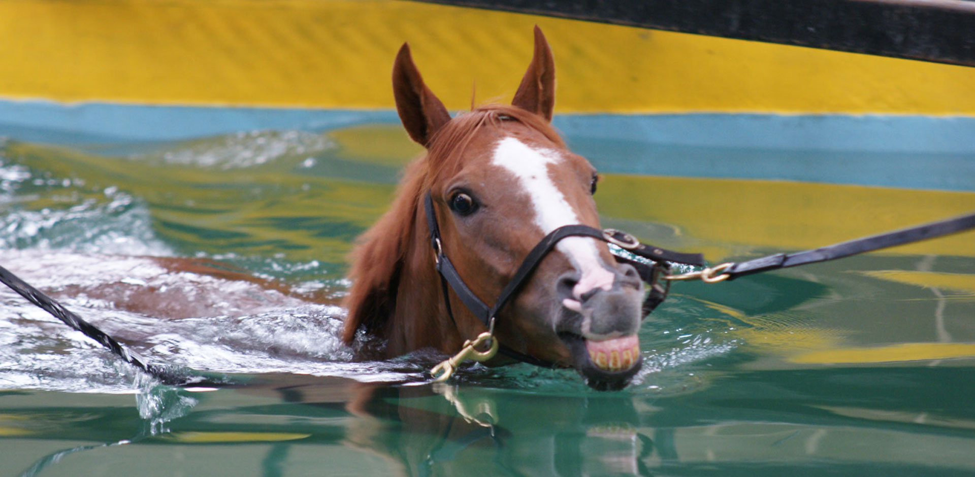 Equine Swimming Pool | O'Neill Racing | Beyond Performance
