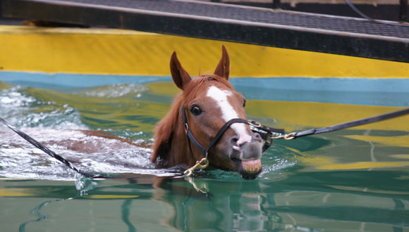 The Gallops | Racehorse Training Facilities | O'Neill Racing