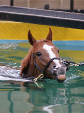 Equine Swimming Pool | Facilities | O'Neill Racing