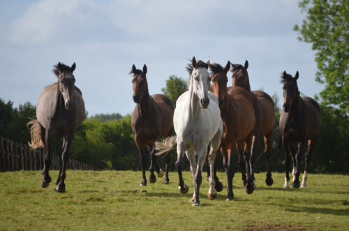 July 2024 Newsletter