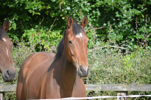 July 2024 Newsletter