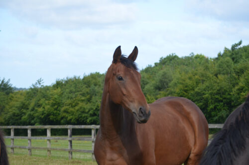 July 2024 Newsletter