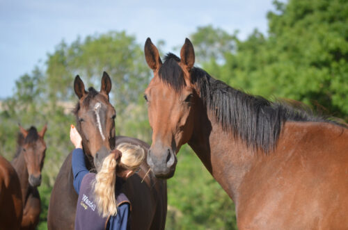 July 2024 Newsletter