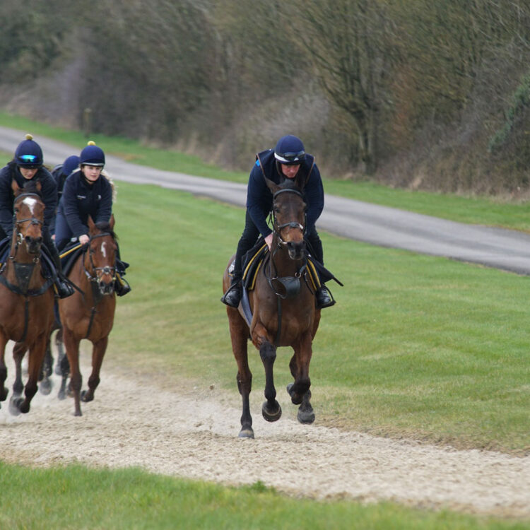The Gallops | Facilities | O'Neill Racing - O'Neill Racing