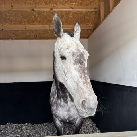 First winner of the season at Huntingdon - O'Neill Racing