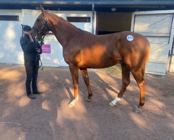 Galliway ex Illa Alqamar - O'Neill Racing