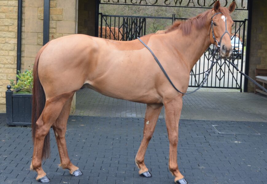 Shirocco ex Balvenie - O'Neill Racing