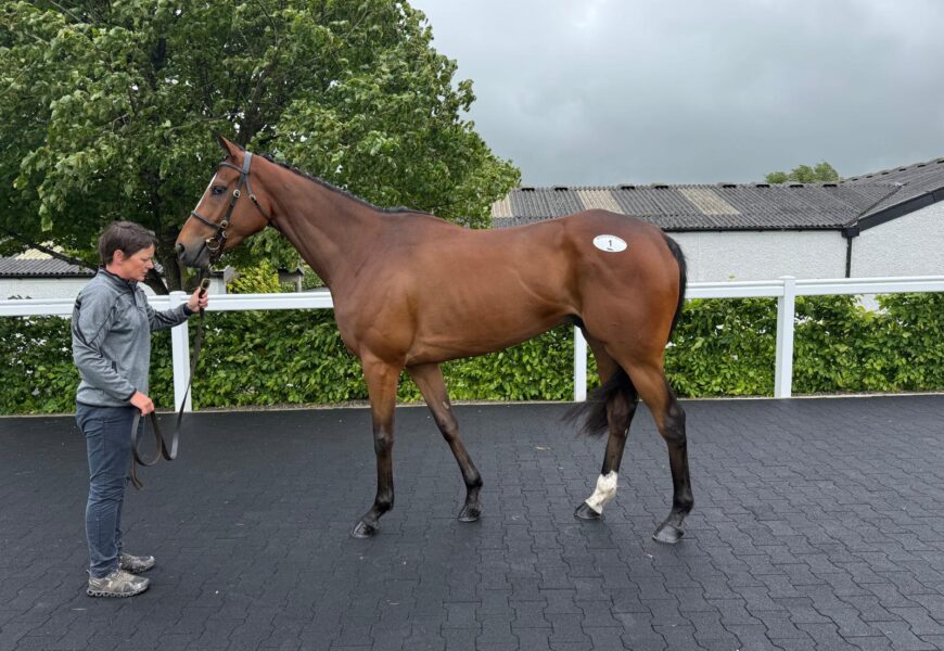 Seaniecon - O'Neill Racing