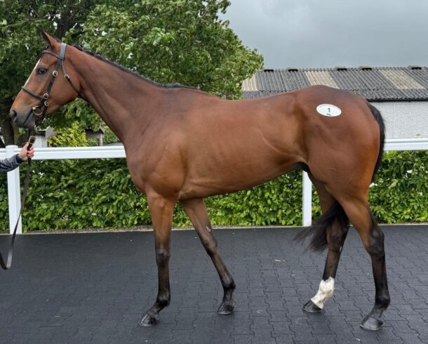 Seaniecon - O'Neill Racing