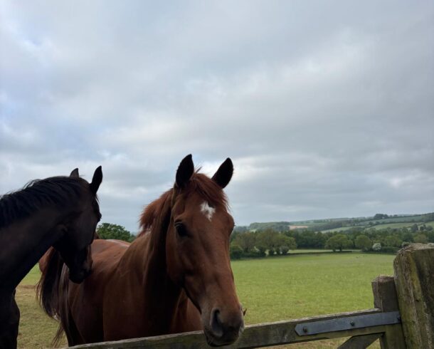 Shirocco ex Balvenie - O'Neill Racing