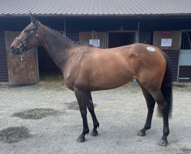 Trustfall - O'Neill Racing