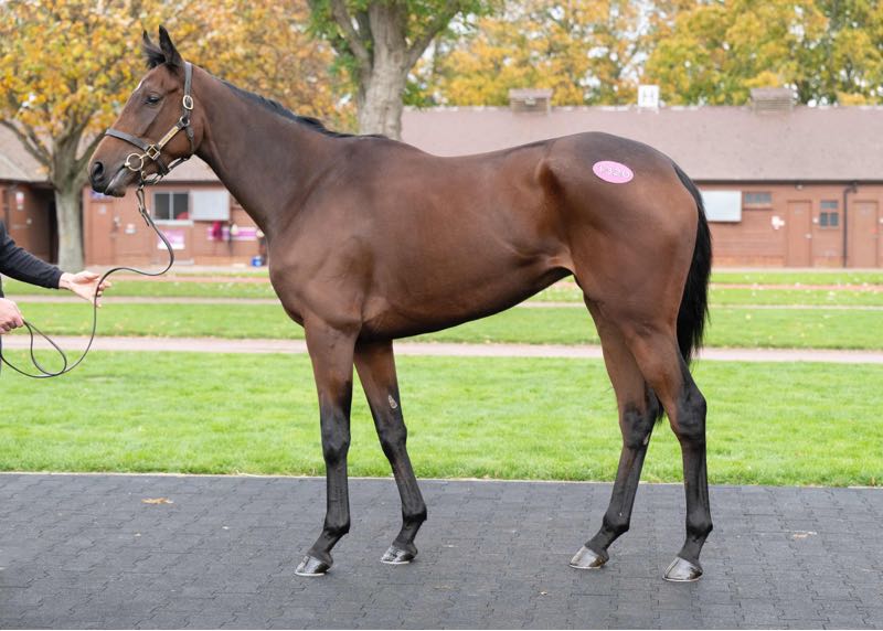 Likewhatyousee - O'Neill Racing