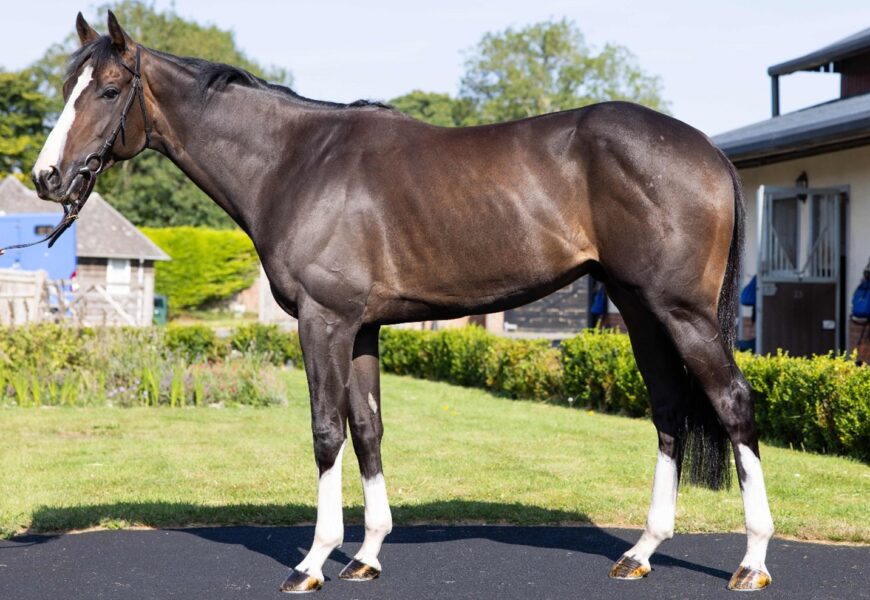 GOD OF FIRE (IRE) - O'Neill Racing