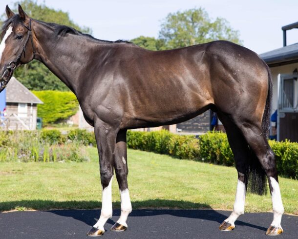 GOD OF FIRE (IRE) - O'Neill Racing