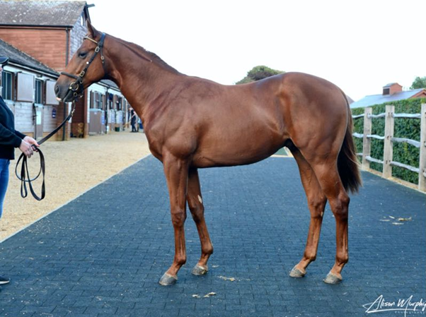 SUGAR ROAD - O'Neill Racing