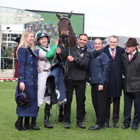 Wilful secures an amazing week at Cheltenham - O'Neill Racing