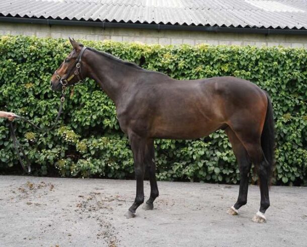 Blue Bresil ex May Dullea - O'Neill Racing