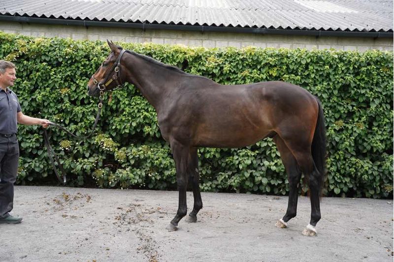 Blue Bresil ex May Dullea - O'Neill Racing