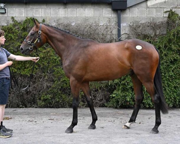 Jet Away ex Prettyasapicture - O'Neill Racing