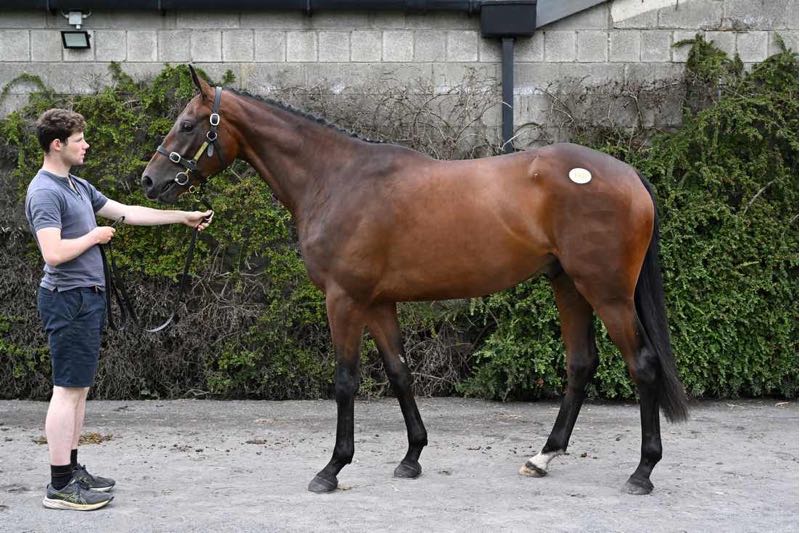 Jet Away ex Prettyasapicture - O'Neill Racing