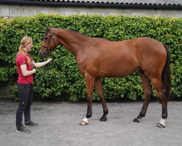 Santiago ex Thessalienne - O'Neill Racing