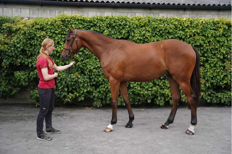 Santiago ex Thessalienne - O'Neill Racing