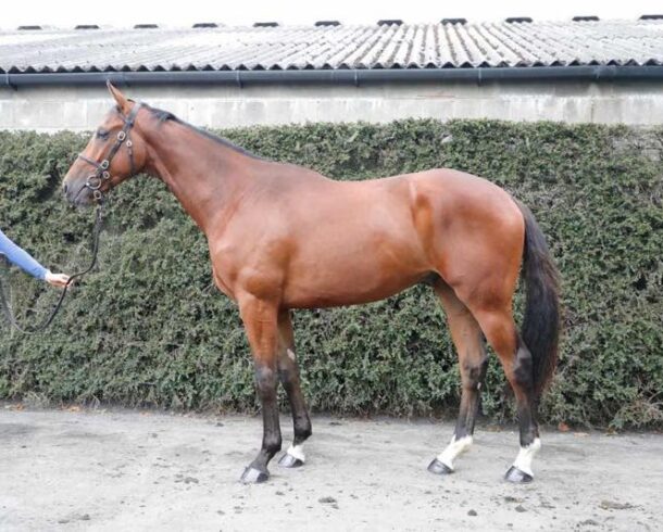 SOLD Blue Bresil ex Carrigmoorna Wood - O'Neill Racing