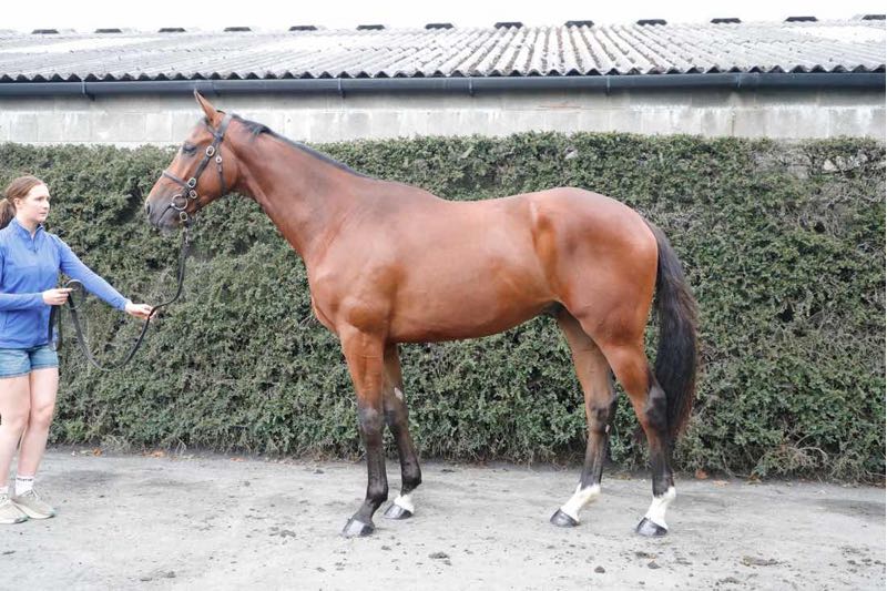 SOLD Blue Bresil ex Carrigmoorna Wood - O'Neill Racing